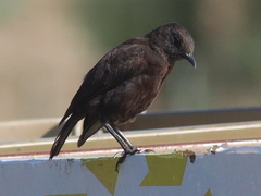 Myrmecocichla aethiops