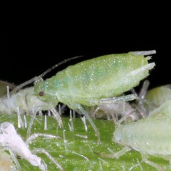 Cavariella theobaldi