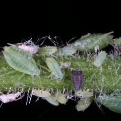 Cavariella theobaldi