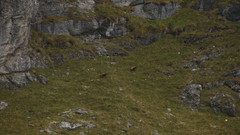 Rupicapra rupicapra carpatica