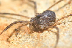 Kalliste pavonum
