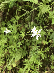 Lithophragma heterophyllum