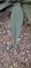 Agave inaequidens