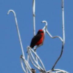 Pyrocephalus rubinus