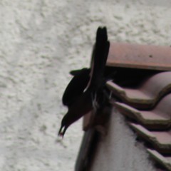 Quiscalus mexicanus