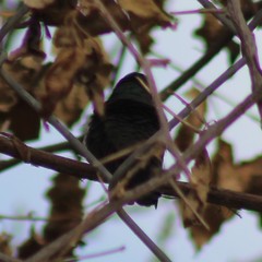 Cynanthus latirostris