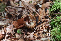 Boraria deturkiana