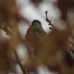 Cynanthus latirostris