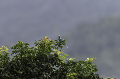 Psittacula columboides