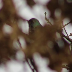 Cynanthus latirostris