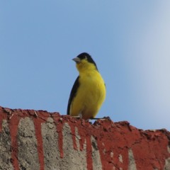 Spinus psaltria