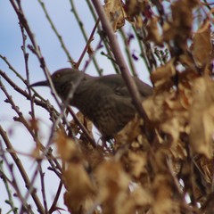 Toxostoma curvirostre
