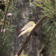 Spinus psaltria