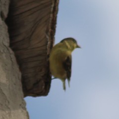 Spinus psaltria