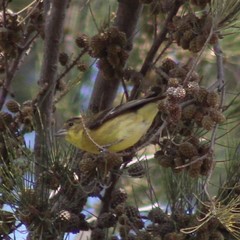 Spinus psaltria