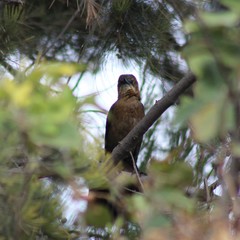 Quiscalus mexicanus