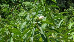 Costus asplundii