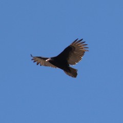 Cathartes aura