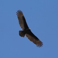 Cathartes aura