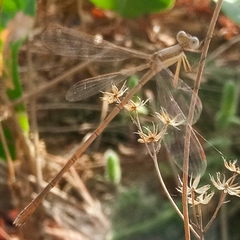 Lestes ictericus