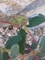 Euphorbia hirta