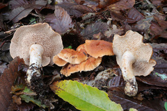 Hydnum mulsicolor