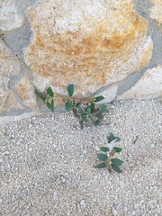 Euphorbia hirta