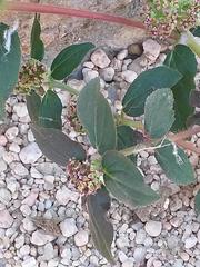 Euphorbia hirta