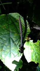 Exocnophila
