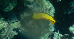 Forcipiger