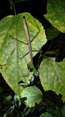 Exocnophila