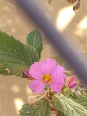 Melochia tomentosa