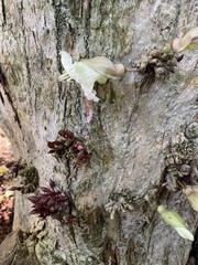 Parmentiera cereifera