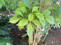 Parmentiera cereifera