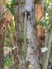 Parmentiera cereifera