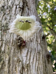 Parmentiera cereifera