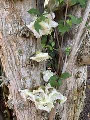 Parmentiera cereifera