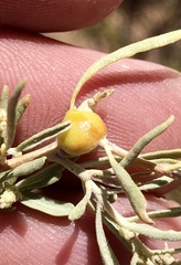 Asphondylia atriplicis