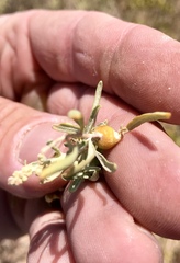 Asphondylia atriplicis