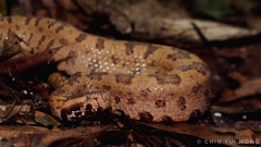 Tonkin Pitviper photo 2