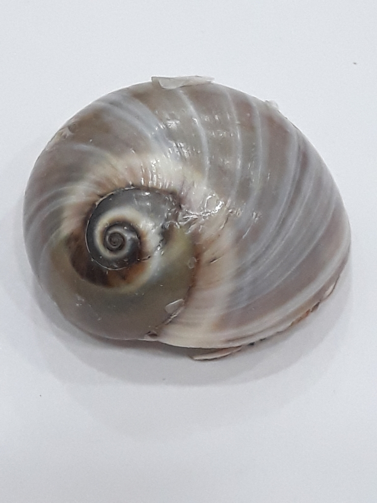Josephine's moonsnail