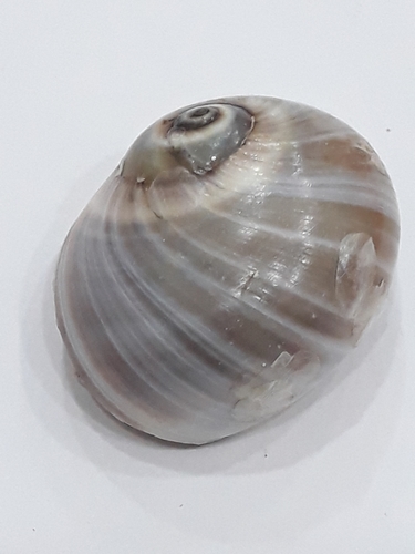 Josephine's moon snail