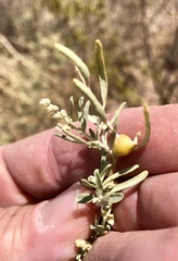 Asphondylia atriplicis