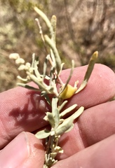 Asphondylia atriplicis