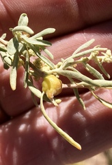 Asphondylia atriplicis