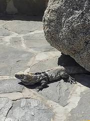 Ctenosaura hemilopha