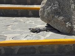 Ctenosaura hemilopha