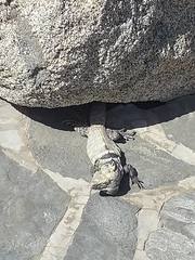 Ctenosaura hemilopha