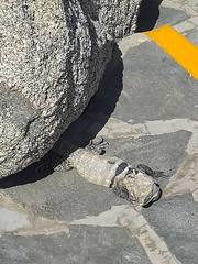 Ctenosaura hemilopha