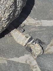 Ctenosaura hemilopha